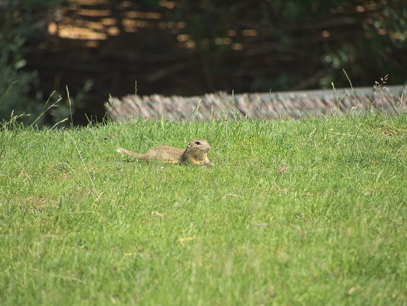 Orth,
      Spermophilus